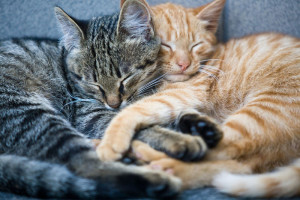 Pet Insurance
