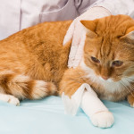 cat28