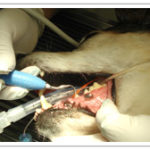 dentistry