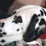 dalmatian-752509_640