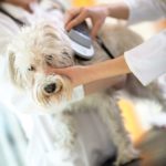 microchipping (3)