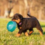 rott puppy